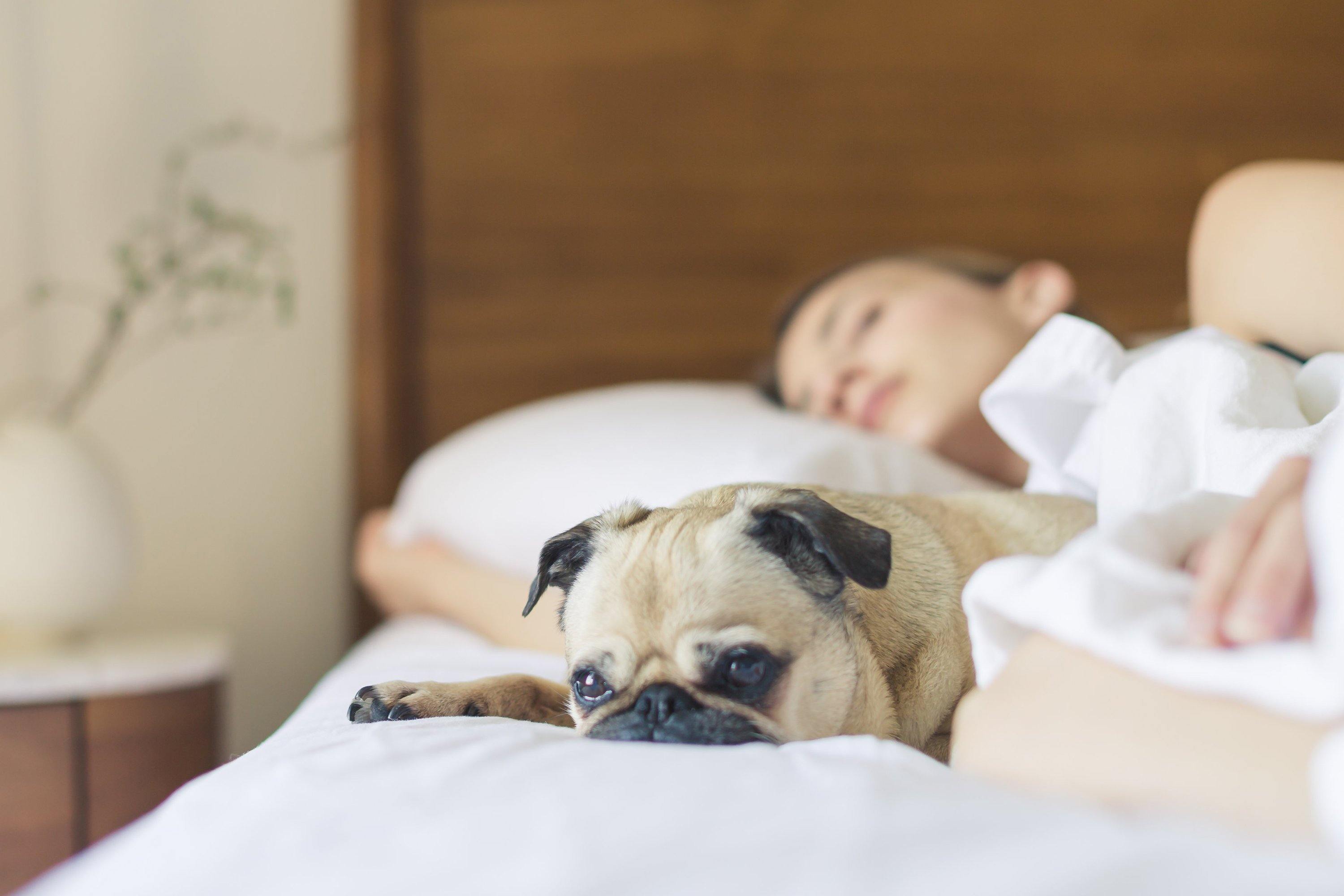 child sleeping in bed with pug dog