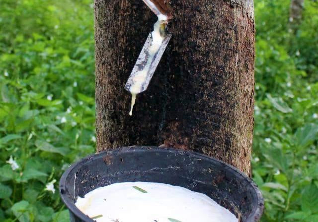rubber tree dripping process