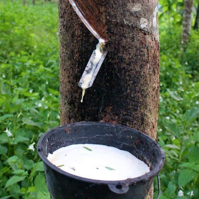 rubber tree dripping process