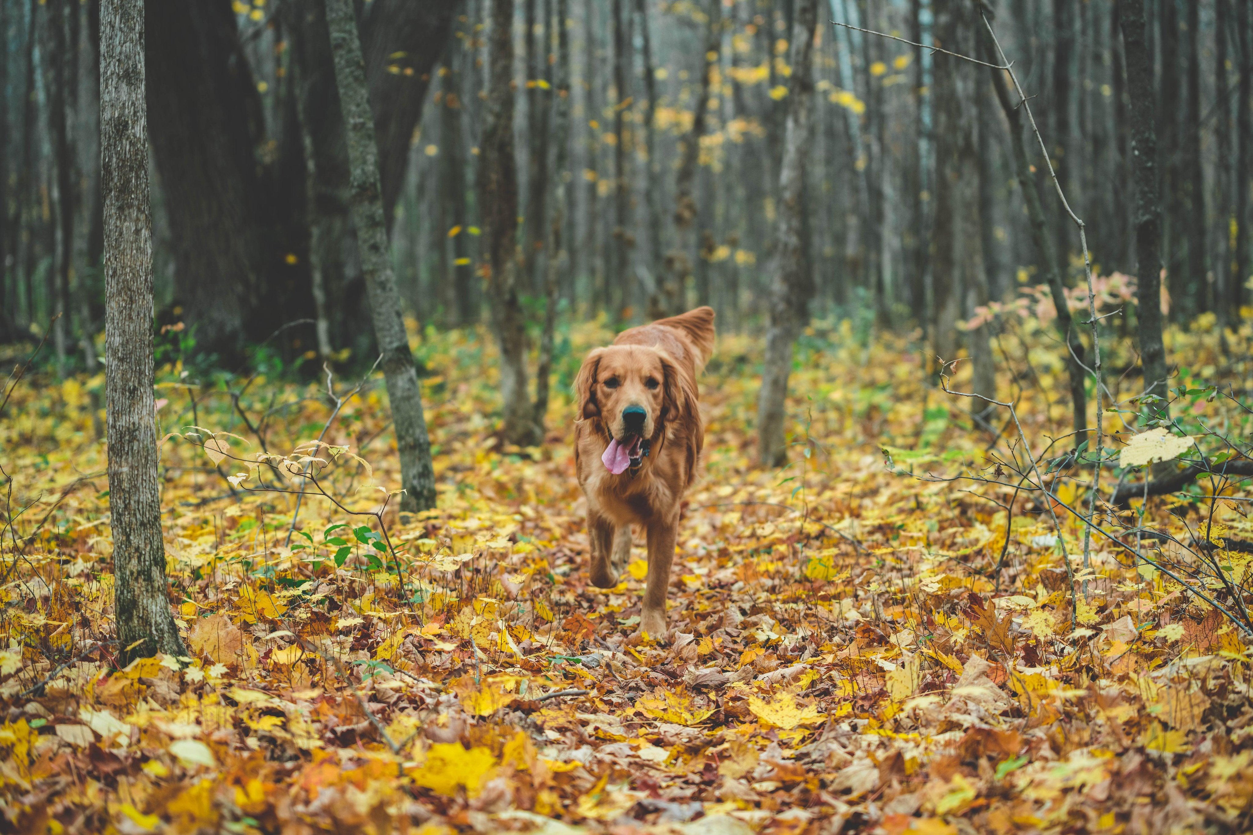dog walking in the woods with fallen leaves