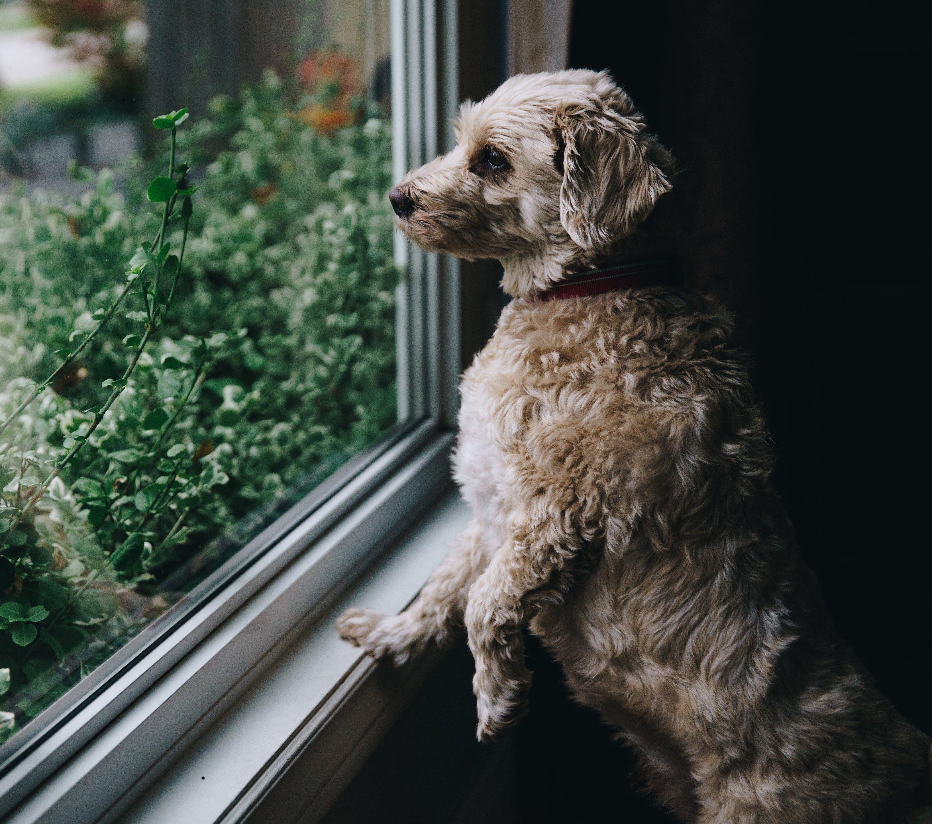 Fuzzy dog looking out window
