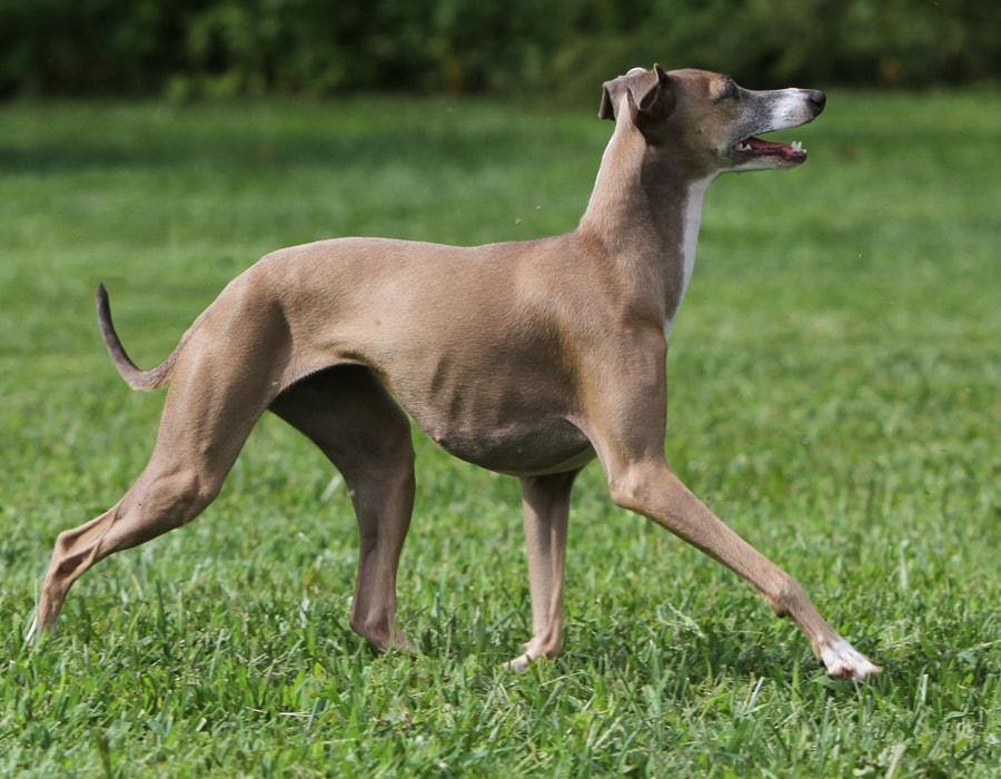 brown dog walking through grass field