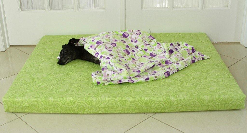 black dog laying on green dog bed with patterned blanket