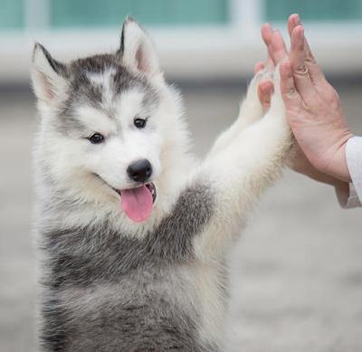 husky dog with paws on hands of person