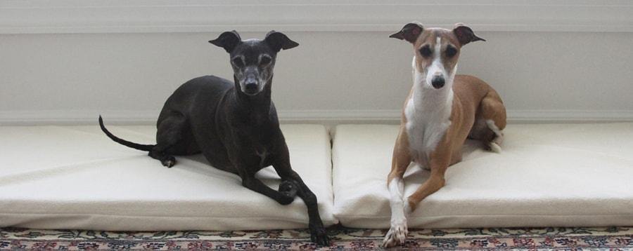 two greyhound dogs laying on beige dog mats
