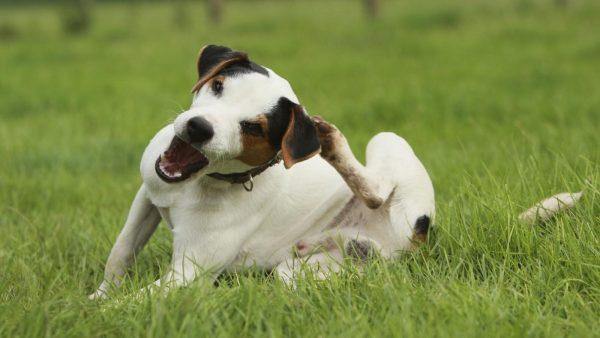 white dog sitting in grass itching ear