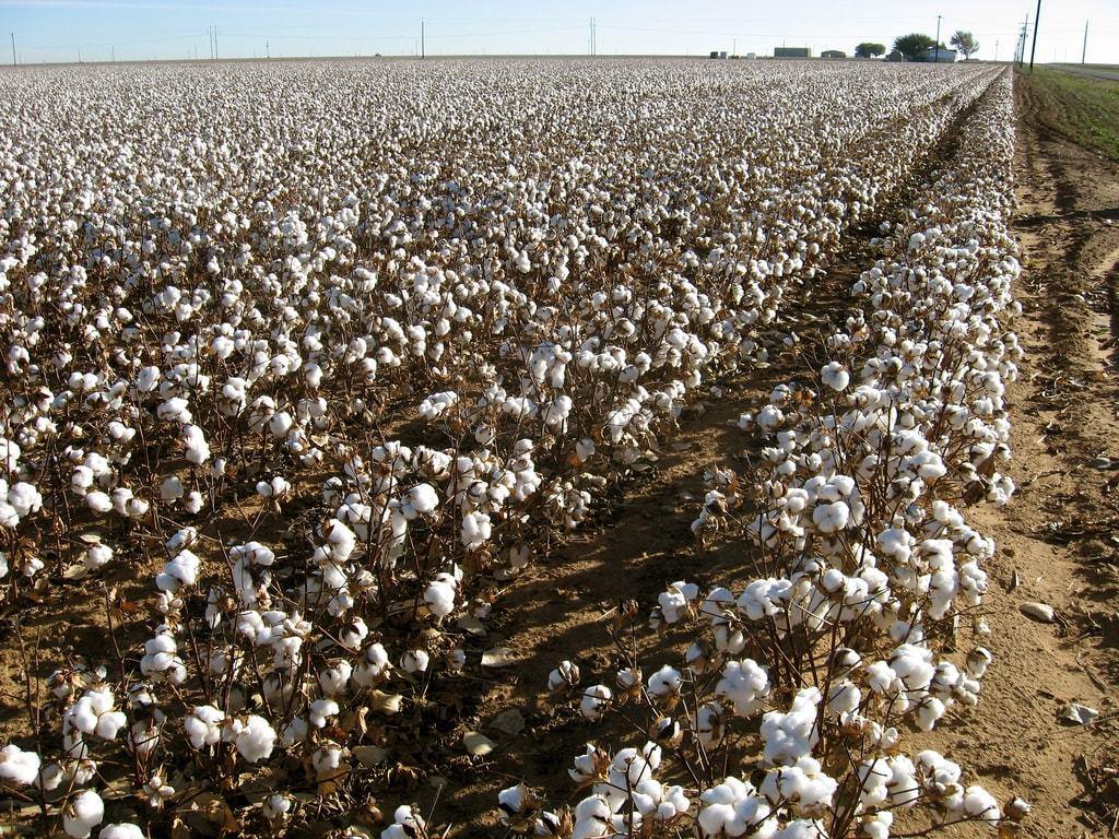 Organic cotton fields