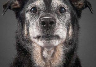 old black dog face