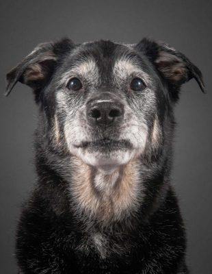 old black dog face