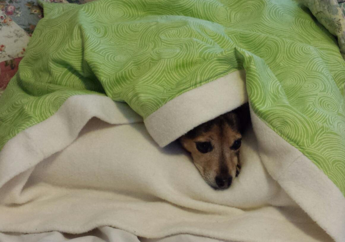 dog laying in green and beige blanket