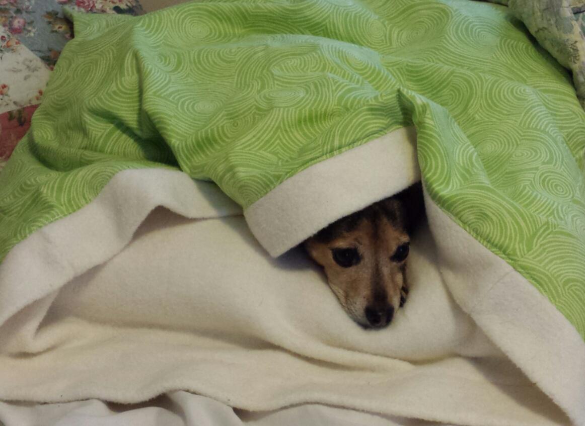 dog laying in green and beige blanket
