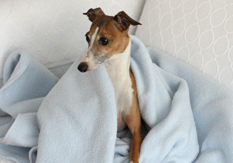 greyhound dog wrapped in light blue fleece blanket