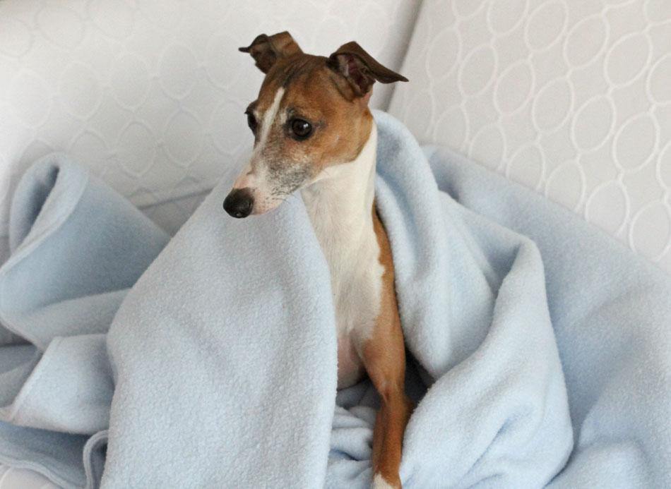 greyhound dog wrapped in light blue fleece blanket