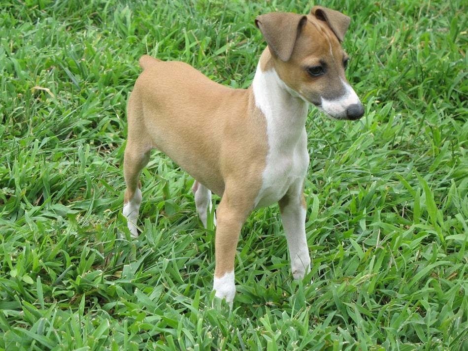 brown dog standing in grass