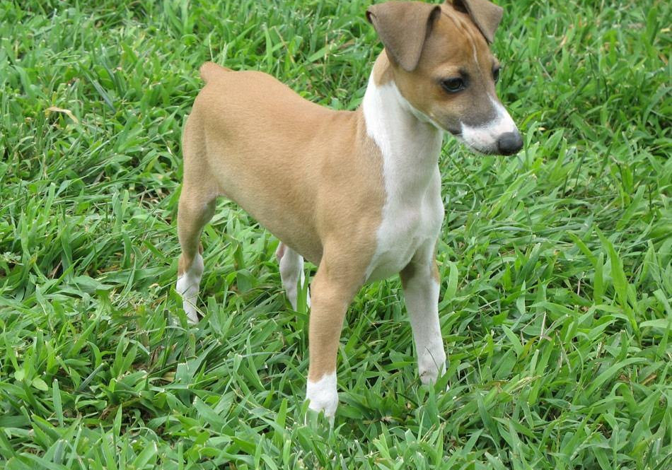 brown dog standing in grass