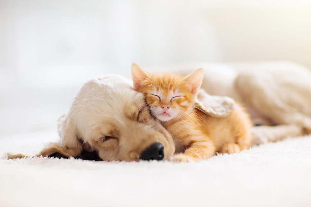 New Puppy Checklist - All Natural Dog Beds