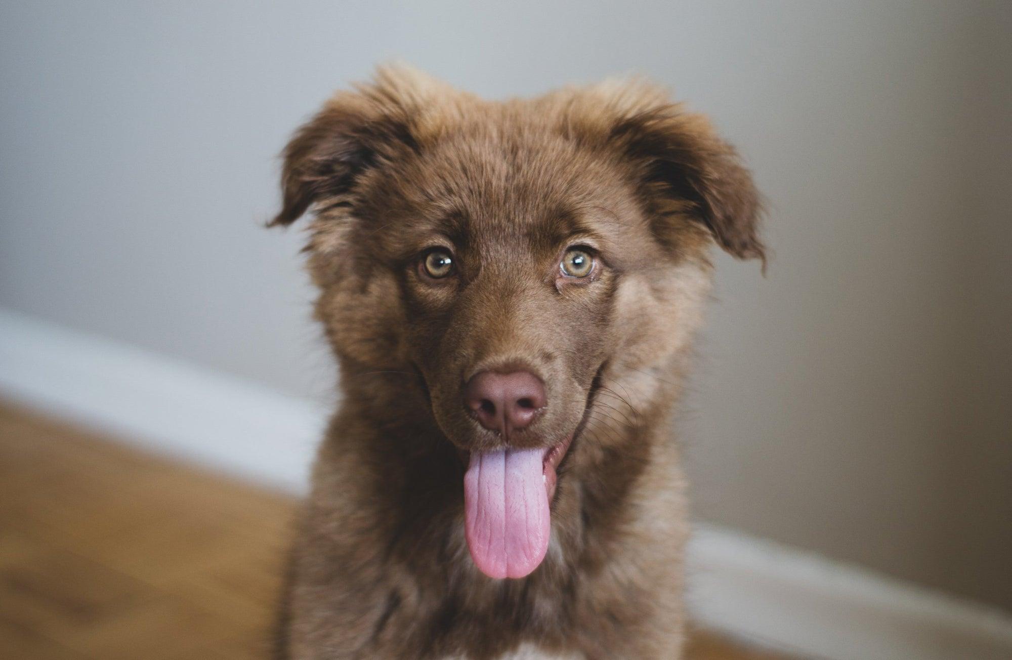 fuzzy brown puppy smiling