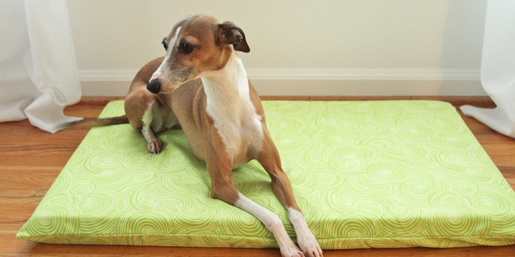 small dog on lime dog crate mat