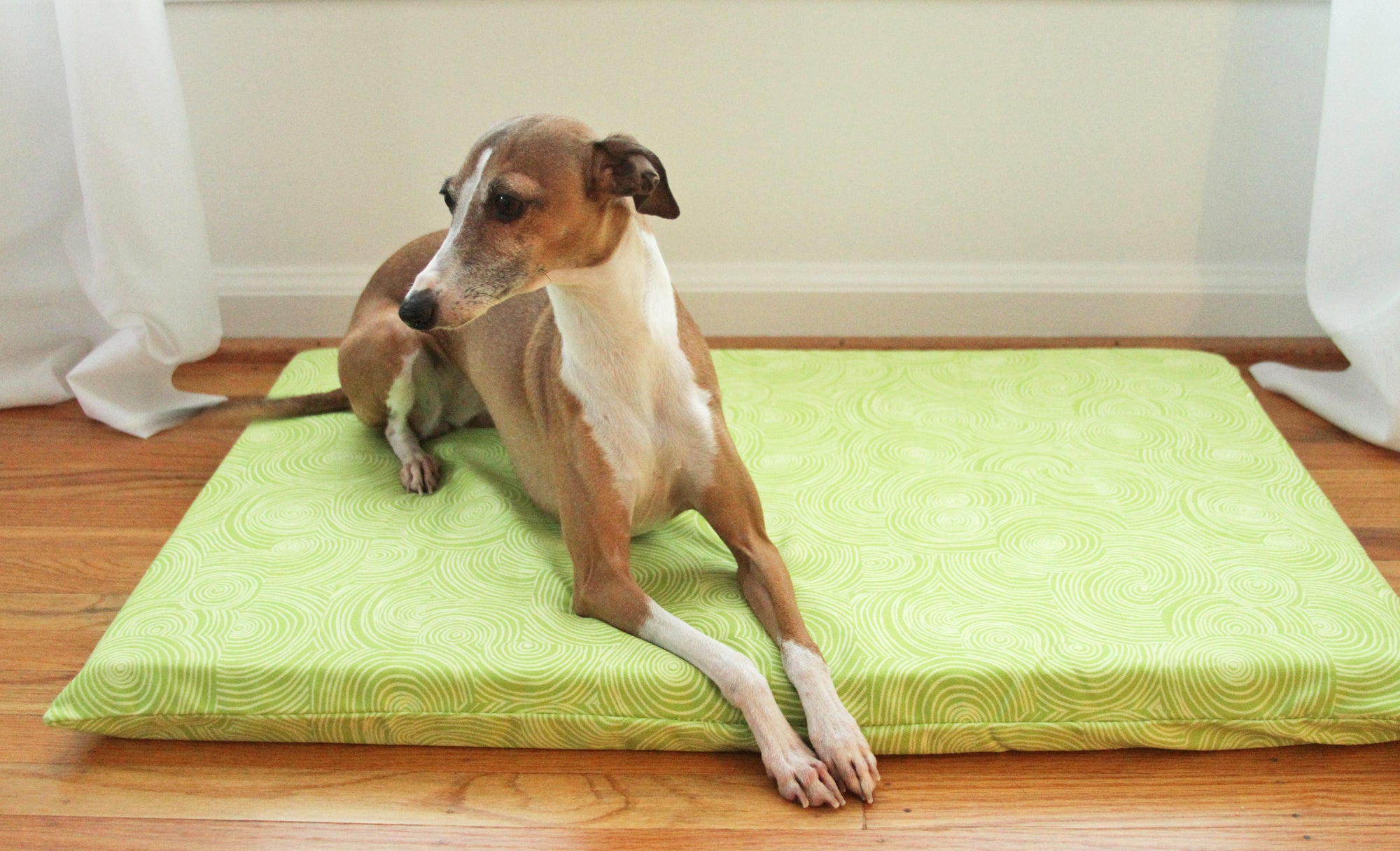 small dog on lime dog crate mat