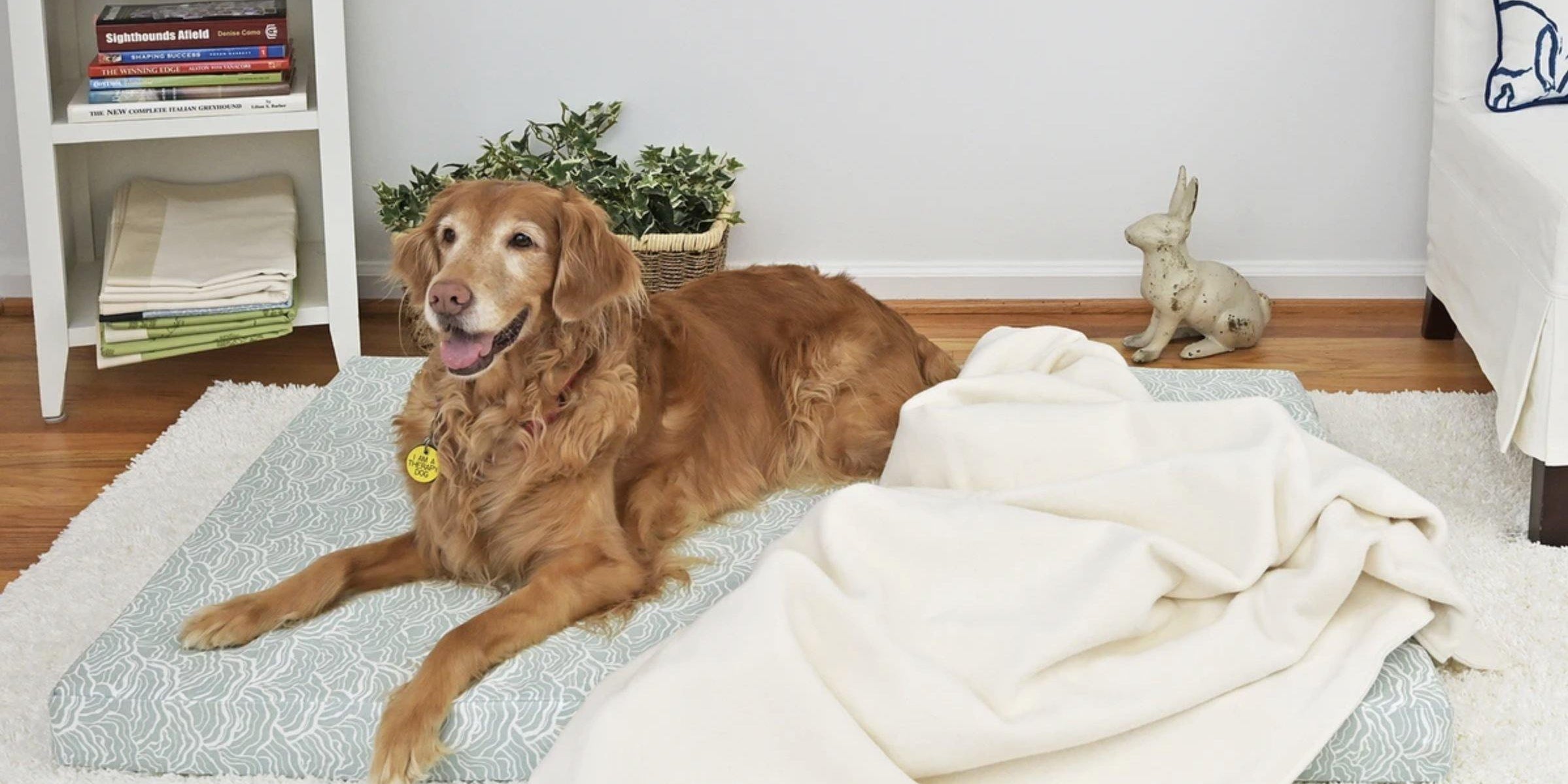 Latex Orthopedic Dog Beds