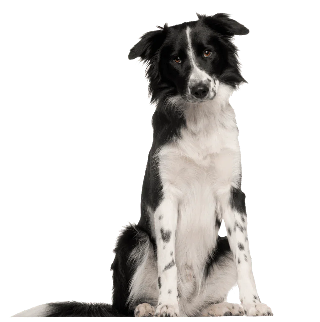 border collie dog sitting