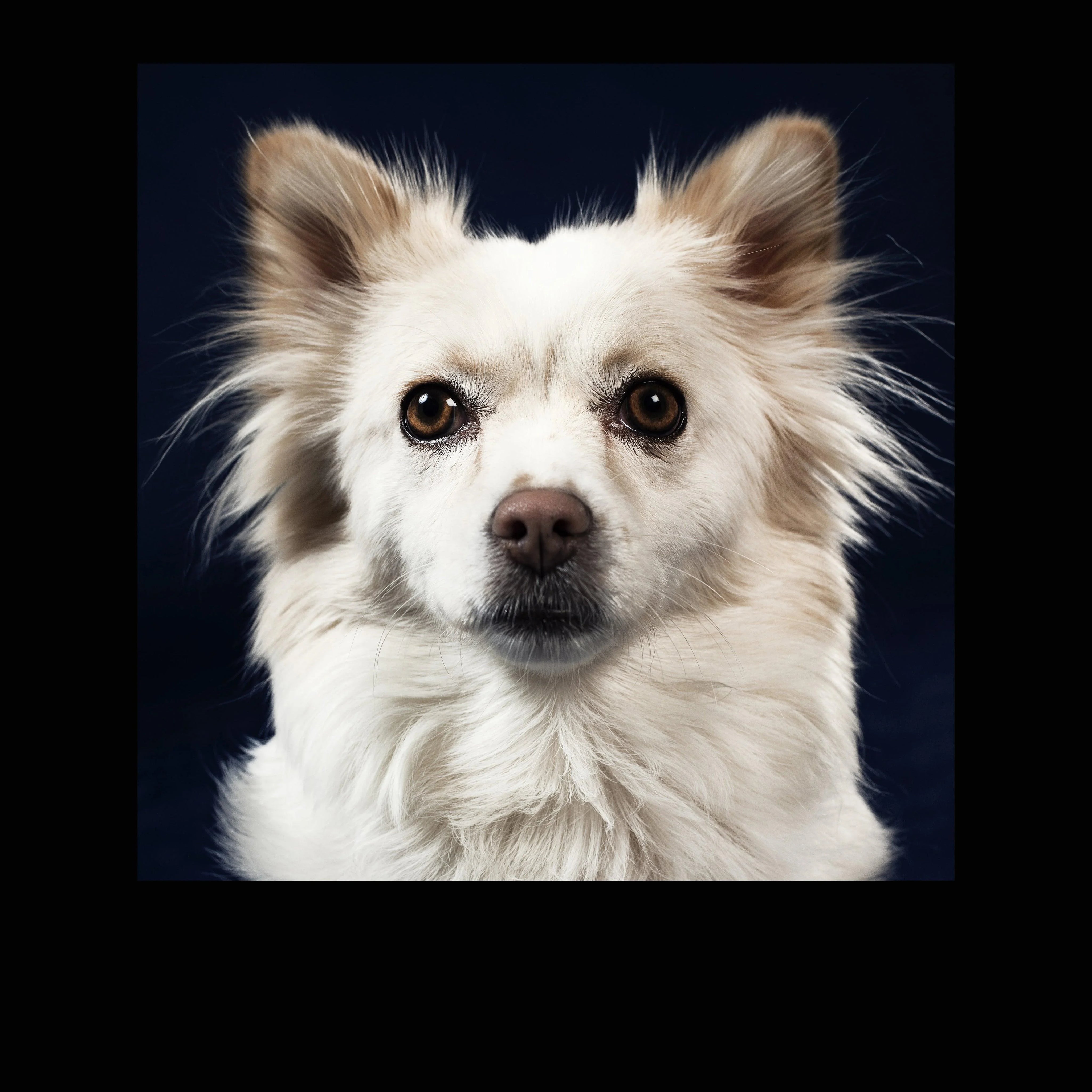 Little white dog