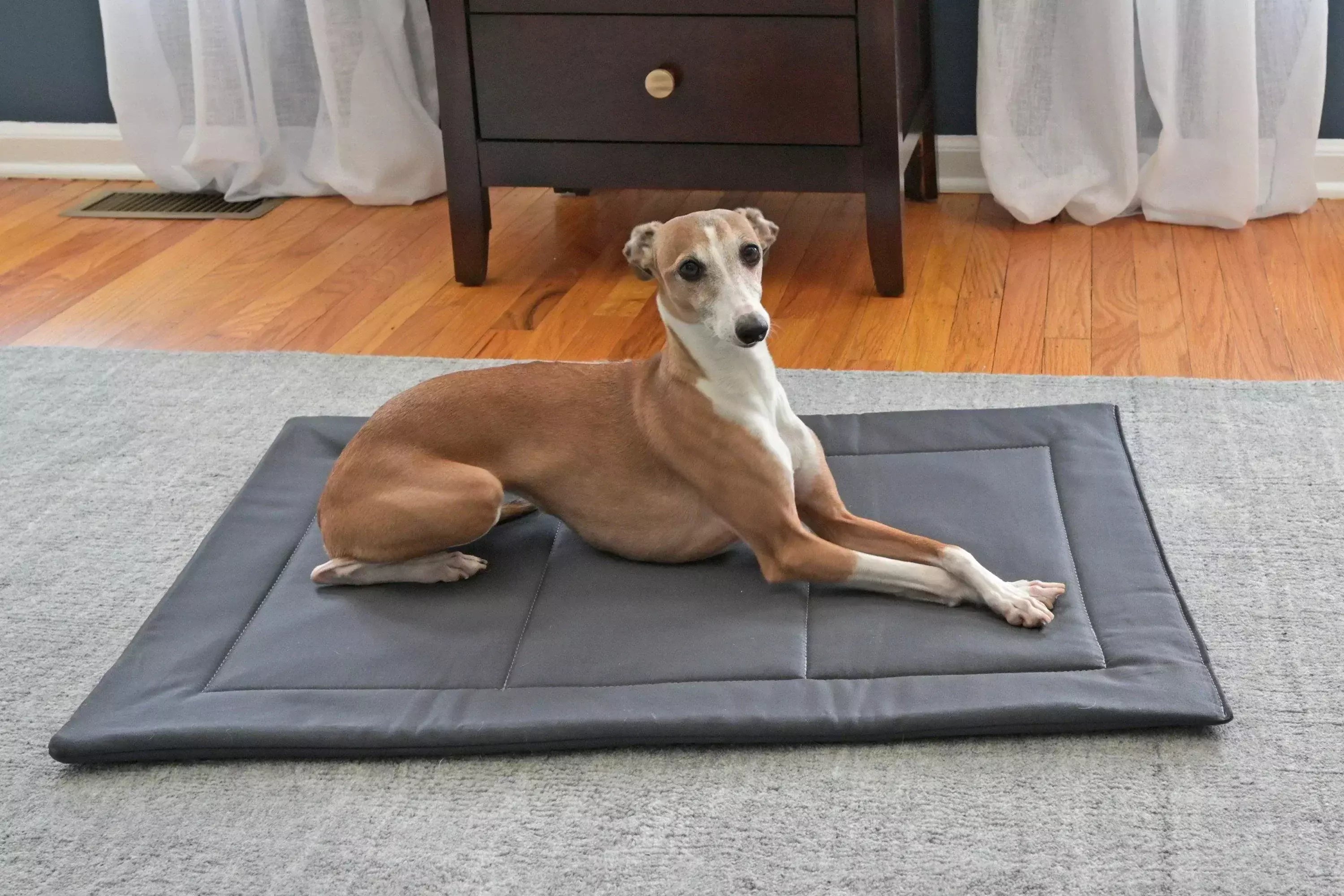 red dog on a grey crate mat
