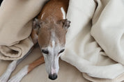 Close up of dog looking out of a cream organic blanket