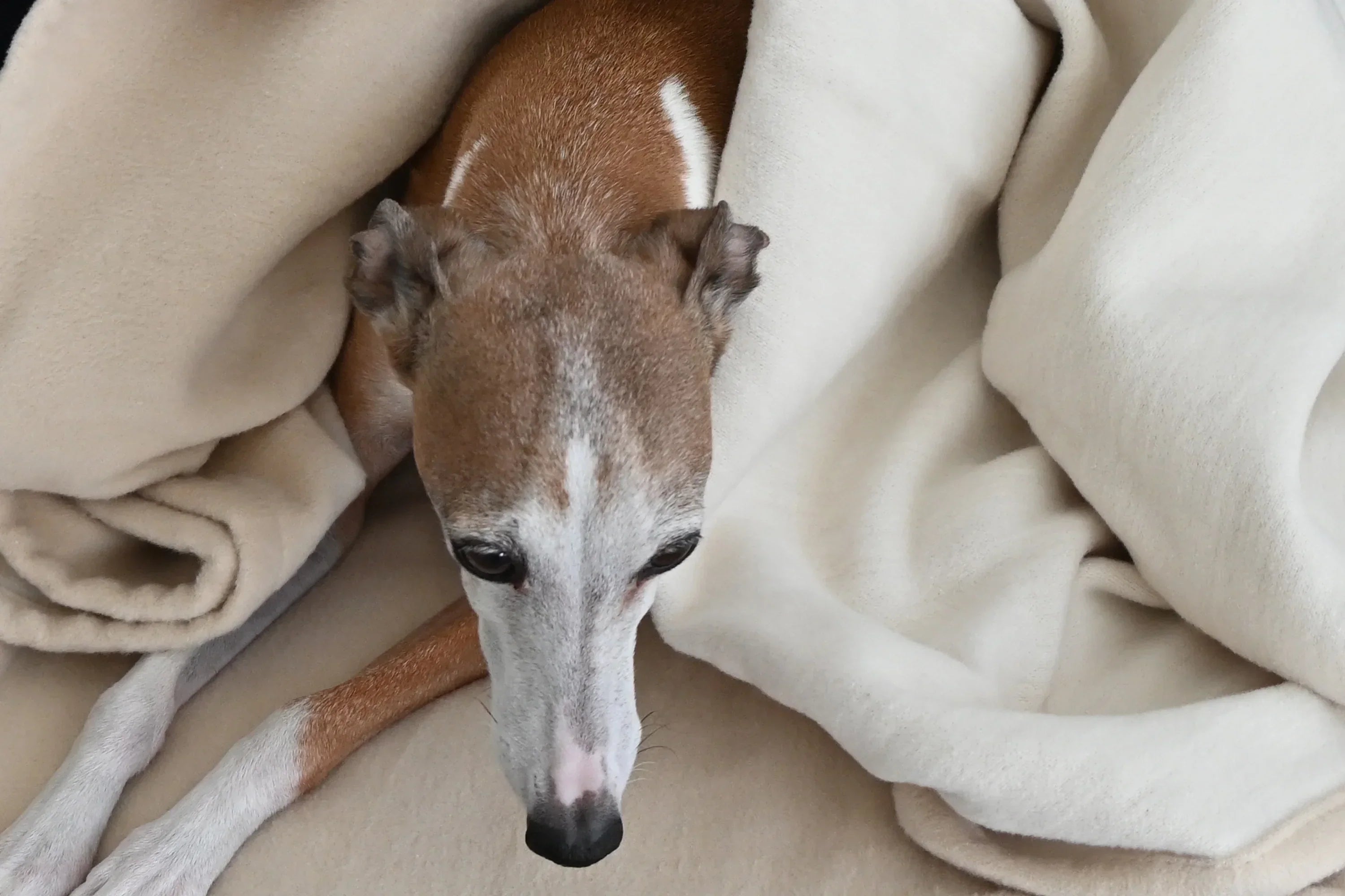 Close up of dog looking out of a cream organic blanket