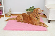 Golden retriever on a pink dog mat in a white room