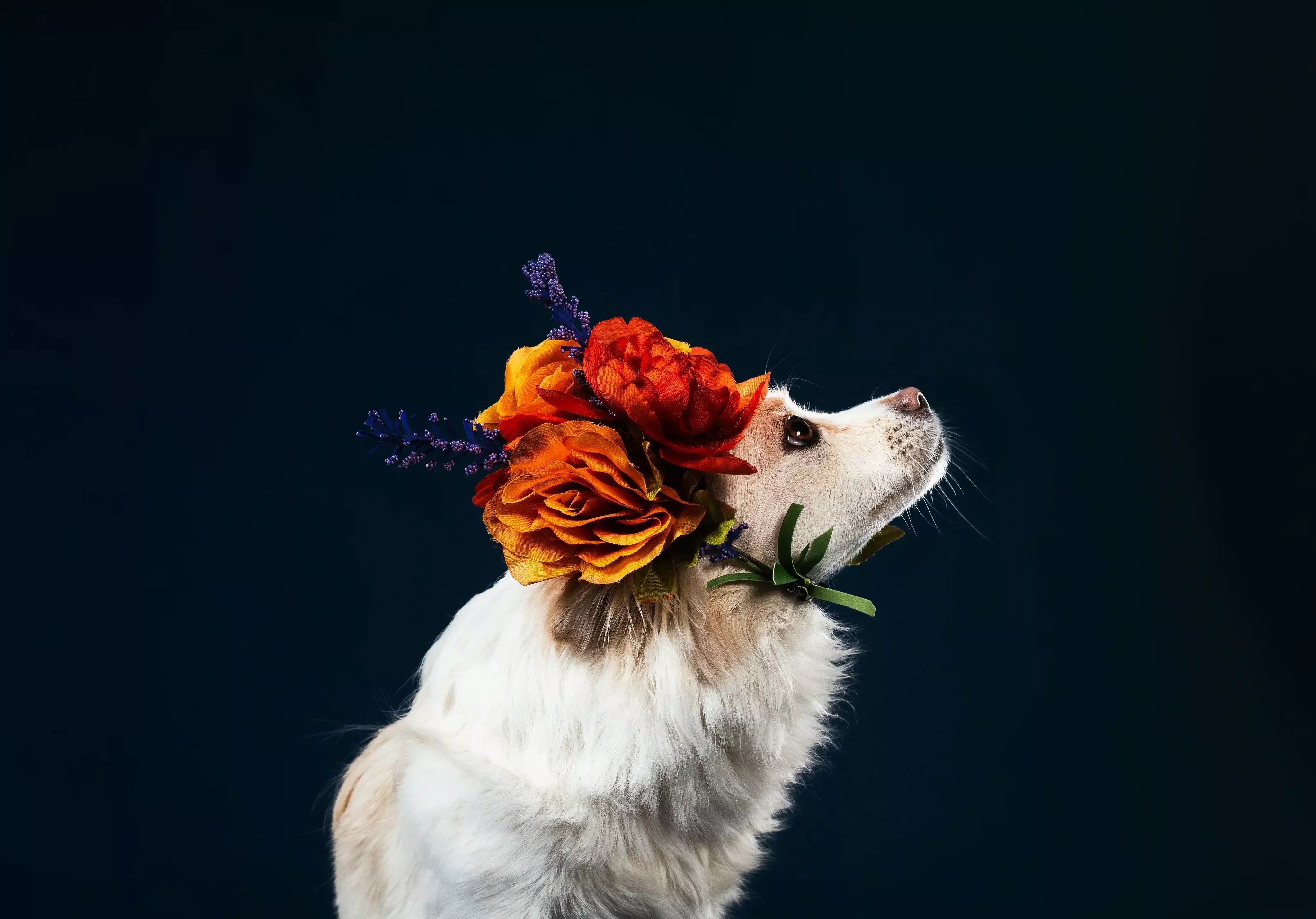 white dog with flowers on head and black background