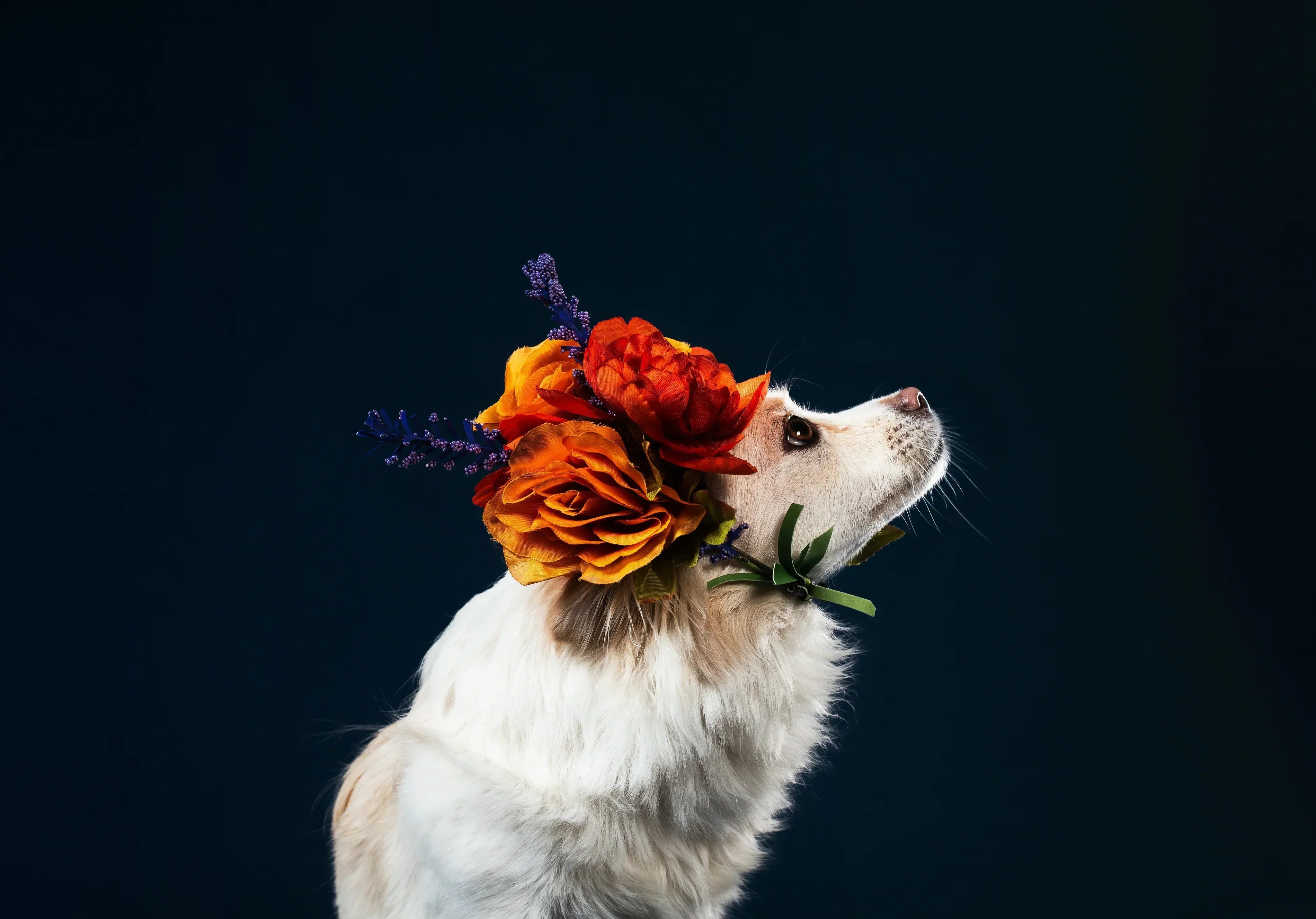 white dog with flowers on head and black background