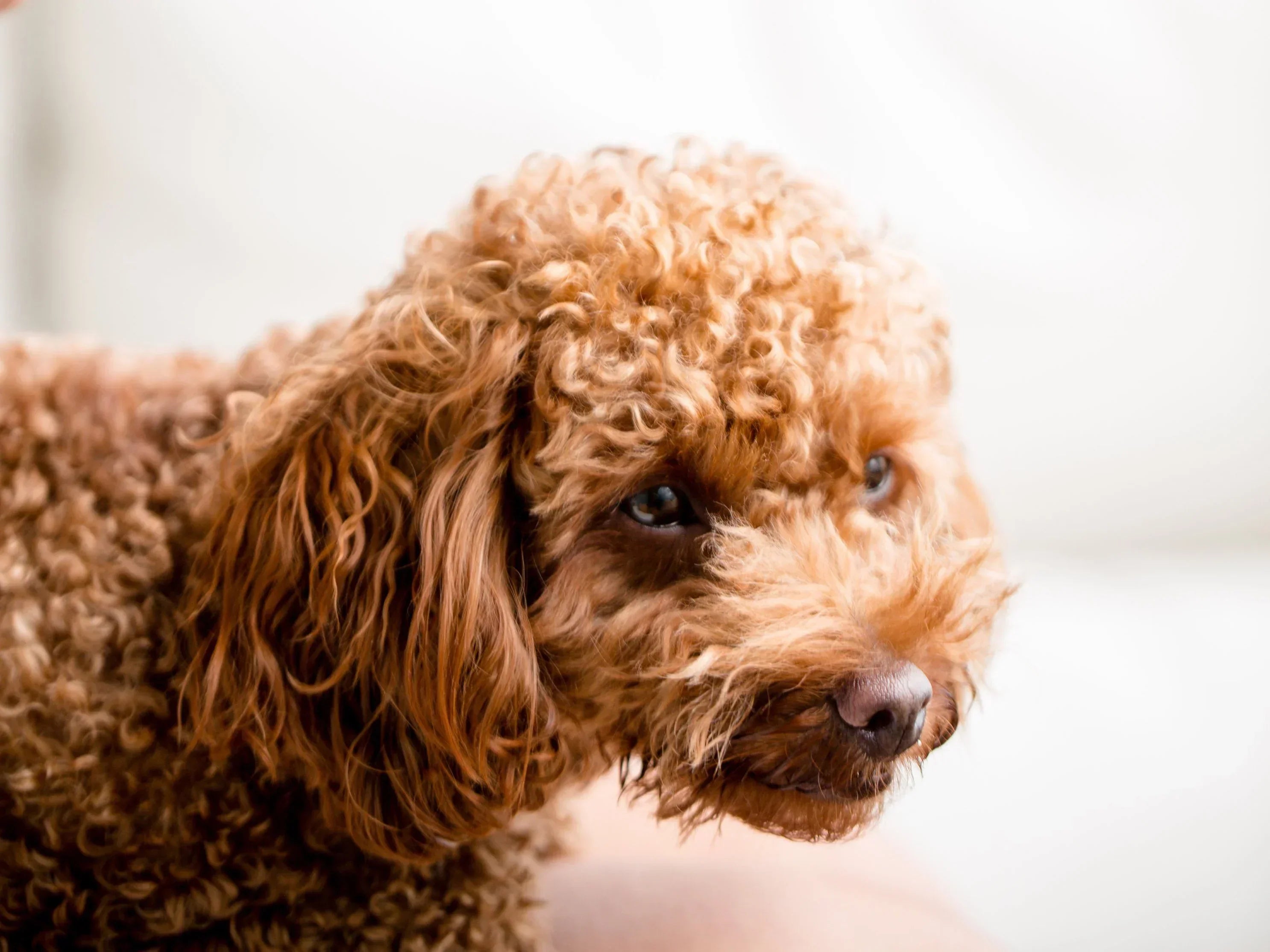 Fluffy brown Golden Doodle dog 