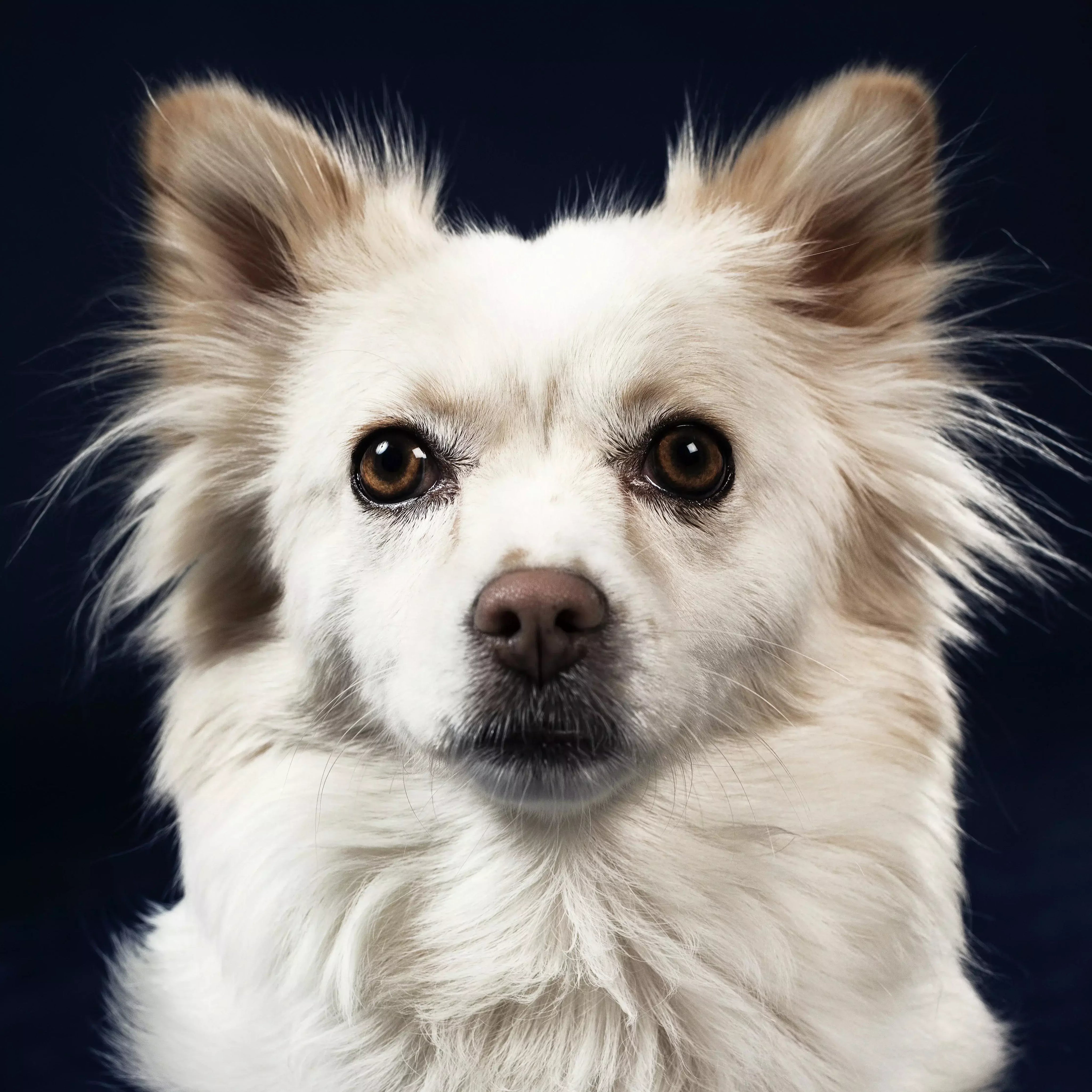 little white dog
