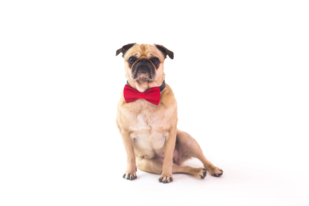 sitting pug dog with red bow tie