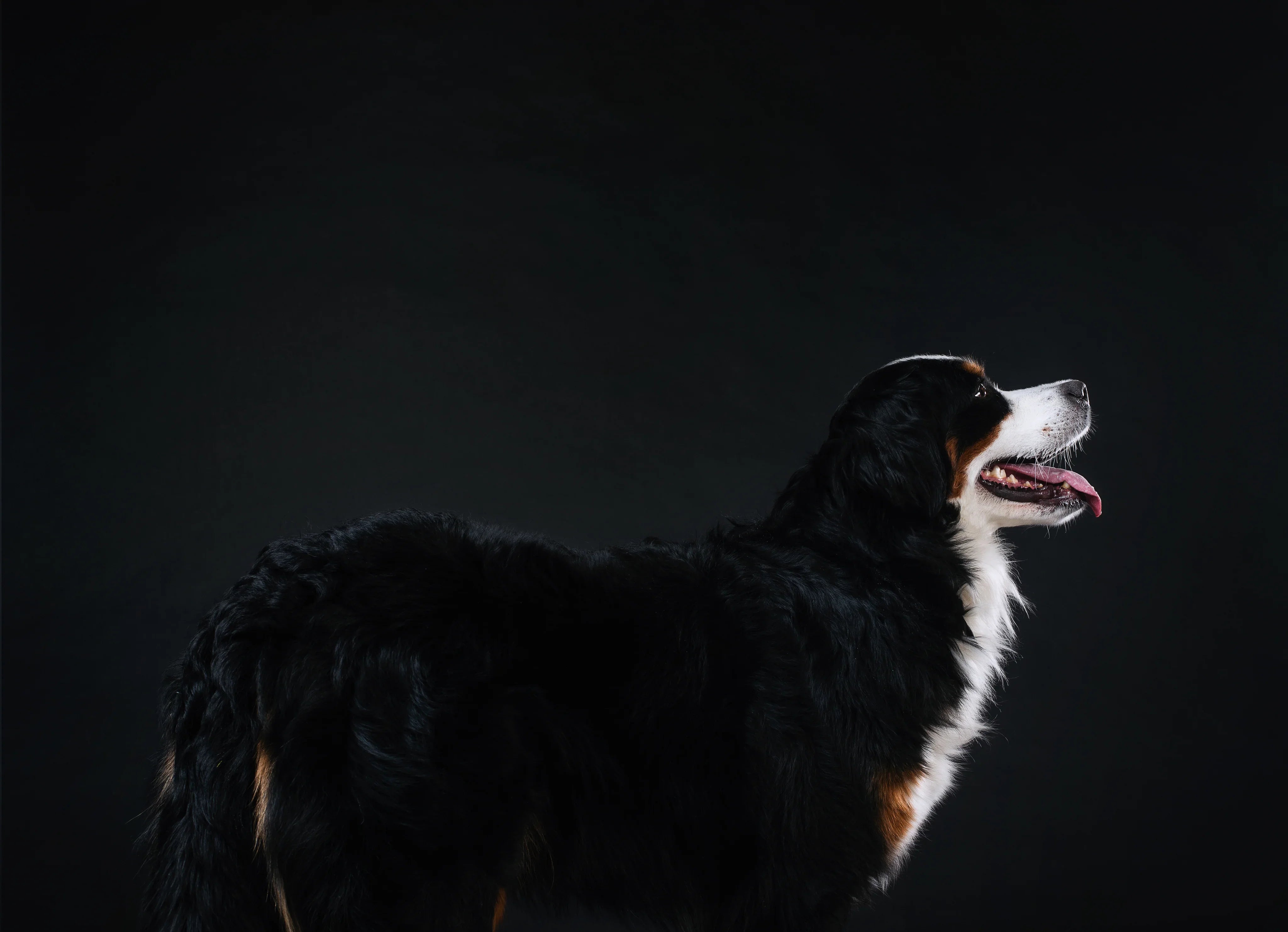 bernese mountain dog with black background