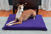Red dog looking alert on violet mat