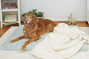 Organic Cotton Dog Bed Cover, Lichen - All Natural Dog Beds