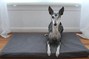 greyhound dog laying on dark grey dog bed